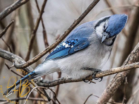 Indiana Birds and Wildlife 2024 0877-Edit