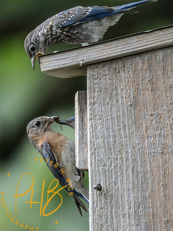Indiana Birds and Wildlife 2025 8126-Edit