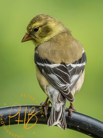 Indiana Birds and Wildlife 2025 6517-Edit-Edit
