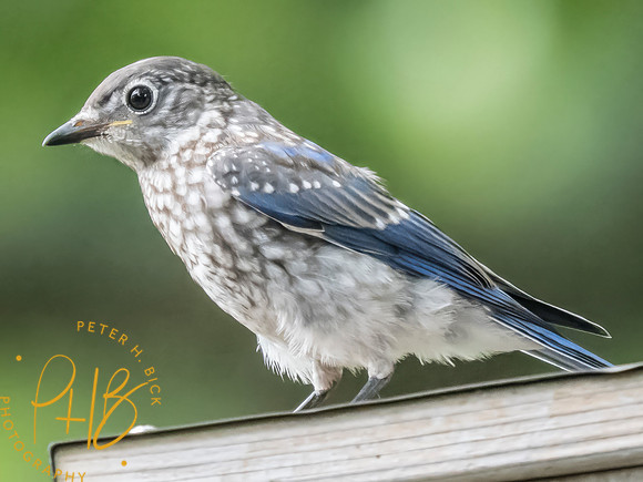 Indiana Birds and Wildlife 2025 8124-Edit