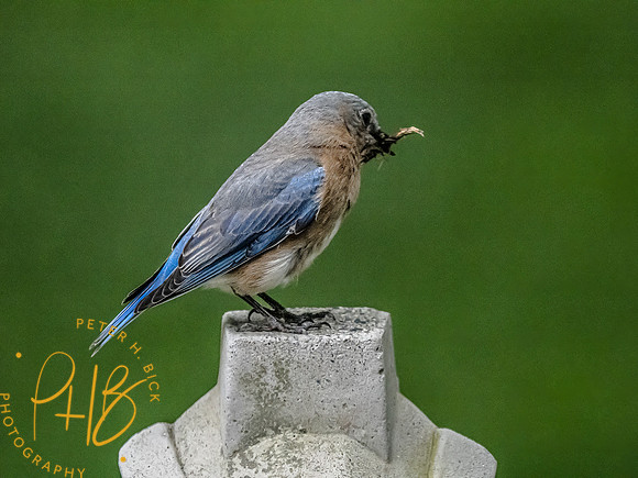 -Indiana Birds and Wildlife 2022 4821-Edit-Edit