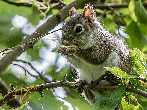 -Indiana Birds and Wildlife 2022 5909-Edit-Edit