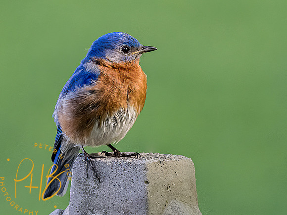 -Indiana Birds and Wildlife 2022 5244-Edit-Edit