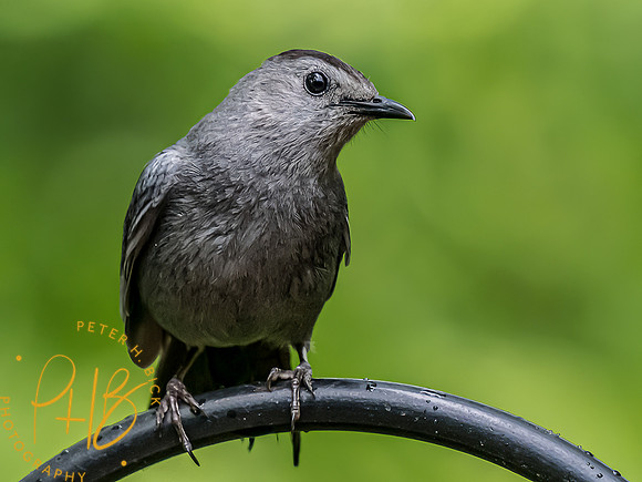 -Indiana Birds and Wildlife 2022 5074-Edit-Edit