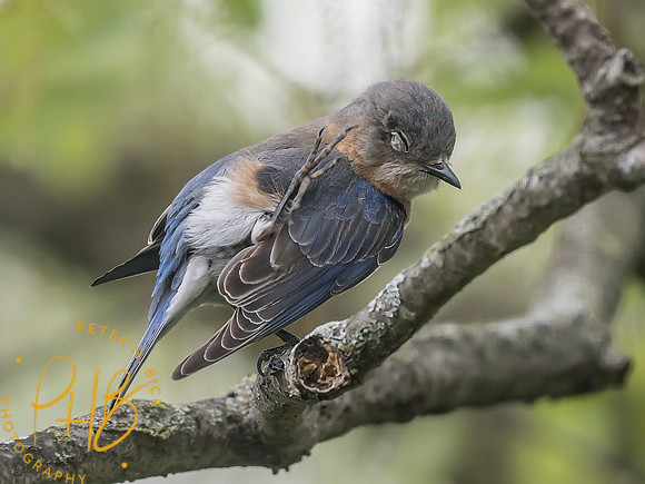 Indiana Birds and Wildlife 2025 4690-Edit