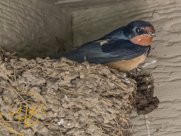 Indiana Birds and Wildlife 2025 4916-Edit
