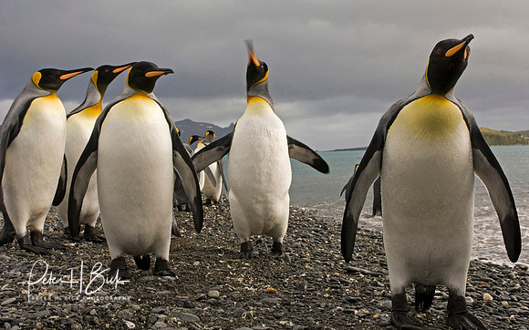 Antarctica 2-06 3644