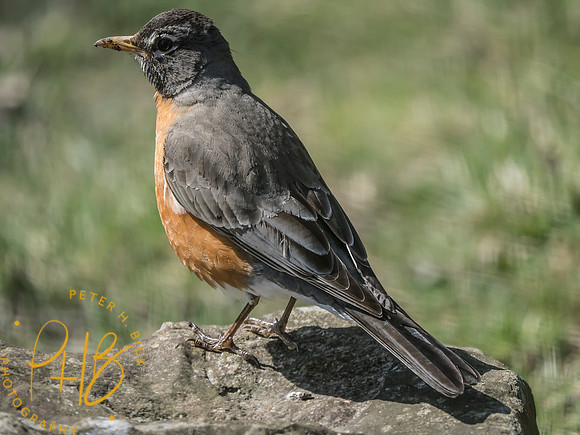 Indiana Birds and Wildlife 2025 4037-Edit
