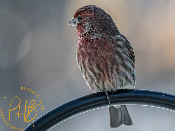 Indiana Birds and Wildlife 2024 0646-Edit