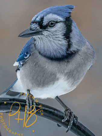 Indiana Birds and Wildlife 2024 0120-Edit