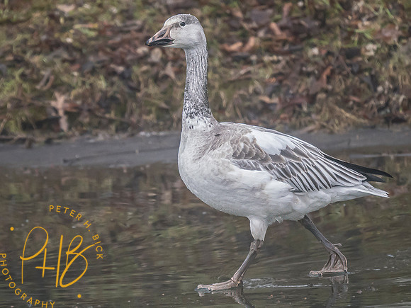 Indiana Birds and Wildlife 2024 0756-Edit