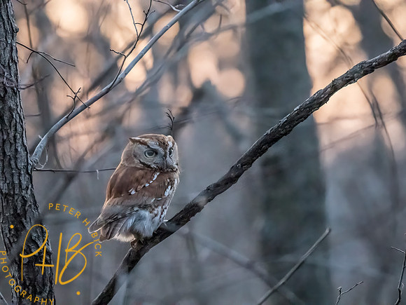 Indiana Birds and Wildlife 2025 3917-Edit
