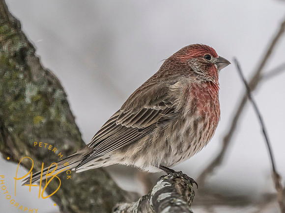 Indiana Birds and Wildlife 2025 0110-Edit