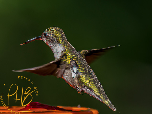 -Indiana Birds and Wildlife 2022 6170-Edit-Edit