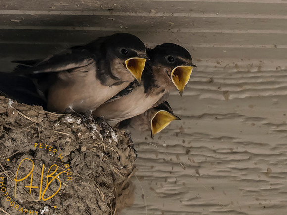 Indiana Birds and Wildlife 2025 7294-Edit