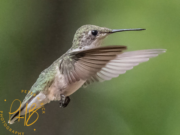 Indiana Birds and Wildlife 2025 9727-Edit