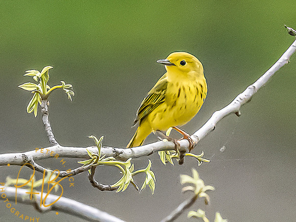 -Indiana Birds and Wildlife 2022 4033-Edit-Edit