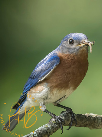 Indiana Birds and Wildlife 2025 8031-Edit