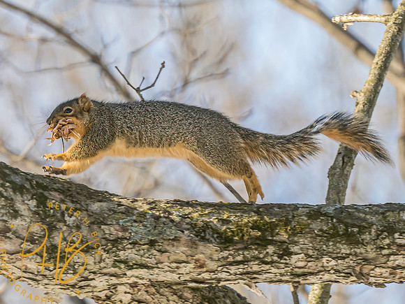 Indiana Birds and Wildlife 2025 0320-Edit