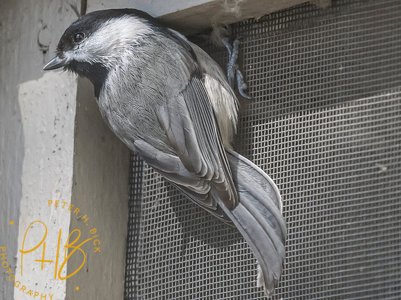 Indiana Birds and Wildlife 2025 3434-Edit