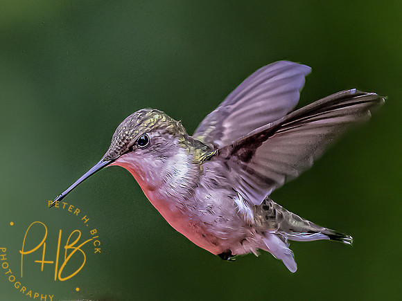 -Indiana Birds and Wildlife 2022 6094-Edit-Edit