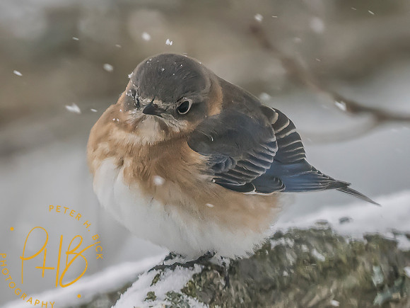 Indiana Birds and Wildlife 2025 0035-Edit