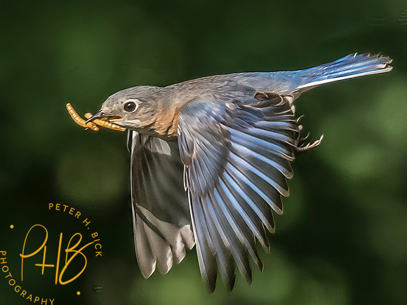 Indiana Birds and Wildlife 2025 7417-Edit-Edit