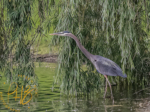 -Indiana Birds and Wildlife 2022 6012-Edit-Edit