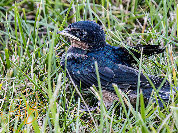 -Indiana Birds and Wildlife 2022 6318-Edit-Edit