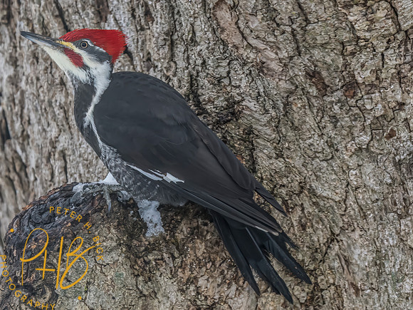 Indiana Birds and Wildlife 2024 0154-Edit
