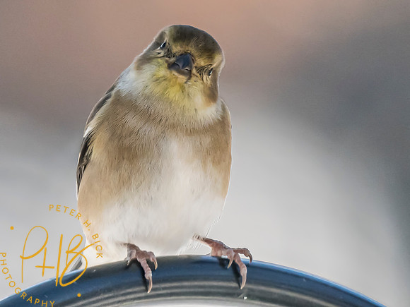 Indiana Birds and Wildlife 2025 0247-Edit