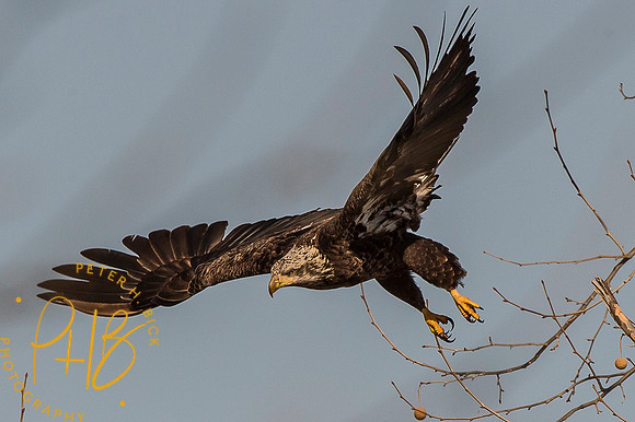 Bald Eagle 2015 0032