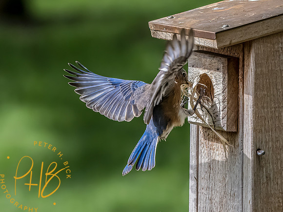 -Indiana Birds and Wildlife 2022 4963-Edit-Edit
