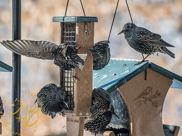Indiana Birds and Wildlife 2025 0560-Edit