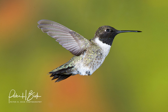Black-Chinned Hummingbird 0935