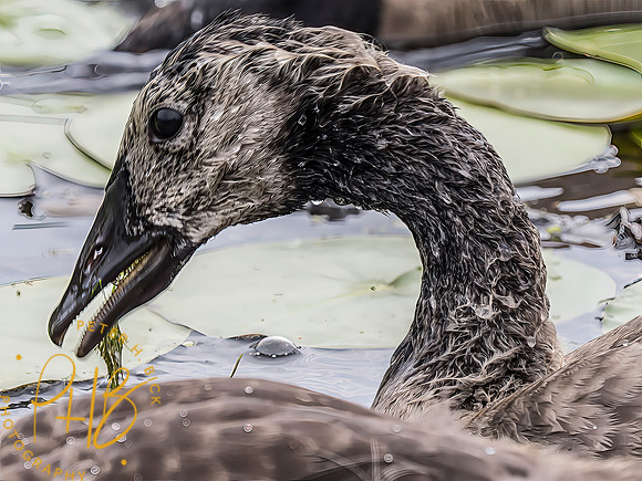 Indiana Birds and Wildlife 2025 7114-Edit-Edit