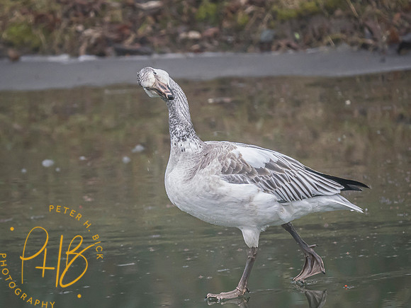 Indiana Birds and Wildlife 2024 0771-Edit