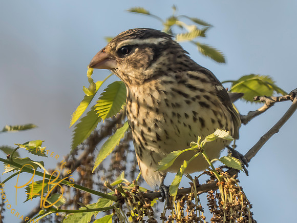 Indiana Birds and Wildlife 2025 4833-Edit