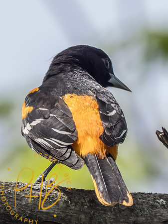 Indiana Birds and Wildlife 2025 4930-Edit