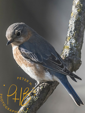 Indiana Birds and Wildlife 2025 3202-Edit