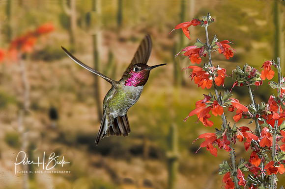 Anna's Hummingbird 1419-Edit