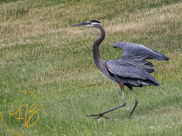 -Indiana Birds and Wildlife 2022 7068-Edit-Edit