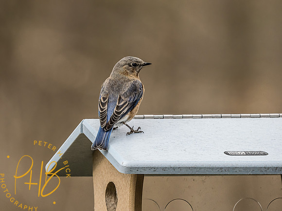 -Indiana Birds and Wildlife 2022 3191-Edit-Edit