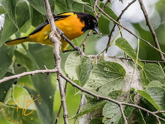 -Indiana Birds and Wildlife 2022 5918-Edit-Edit