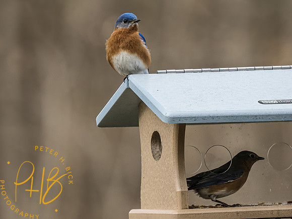 -Indiana Birds and Wildlife 2022 3202-Edit-Edit
