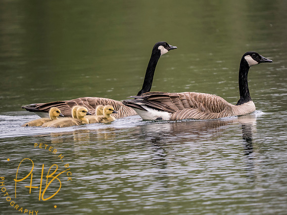 Indiana Birds and Wildlife 2025 5023-Edit