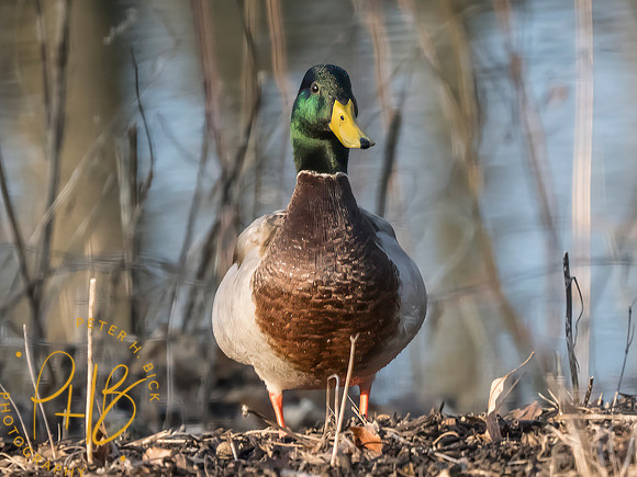 Indiana Birds and Wildlife 2025 3163-Edit