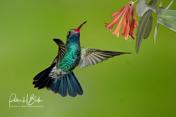Broad-Billed Hummingbird 1625-Edit