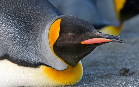 Antarctica 2-06 4562pc8x10
