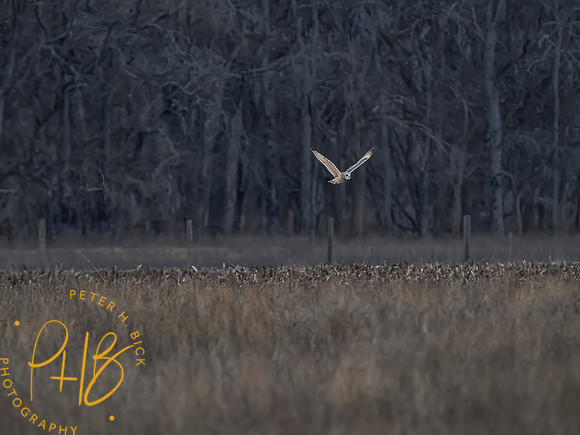 Indiana Birds and Wildlife 2024 1641-Edit
